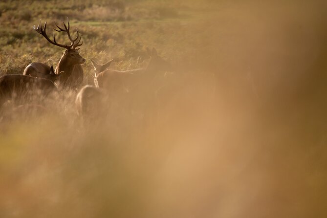 Wildlife Photography Workshop in Richmond Park in London - Background