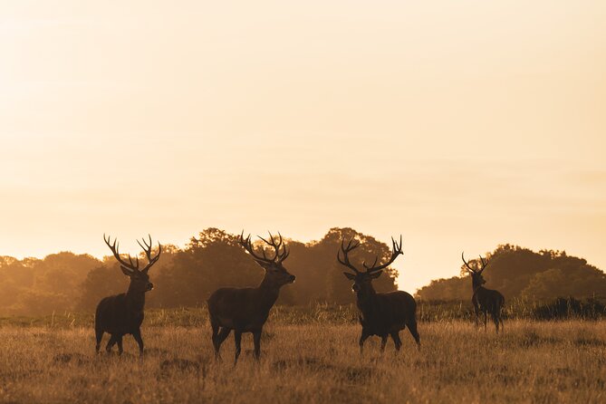 Wildlife Photography Workshop in Richmond Park in London - Directions
