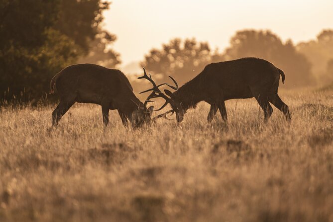 Wildlife Photography Workshop in Richmond Park in London - Common Questions