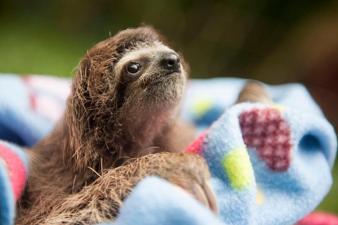 Wildlife Rescue Center and Punta Uva Beach & Jungle Hike - Tour Details