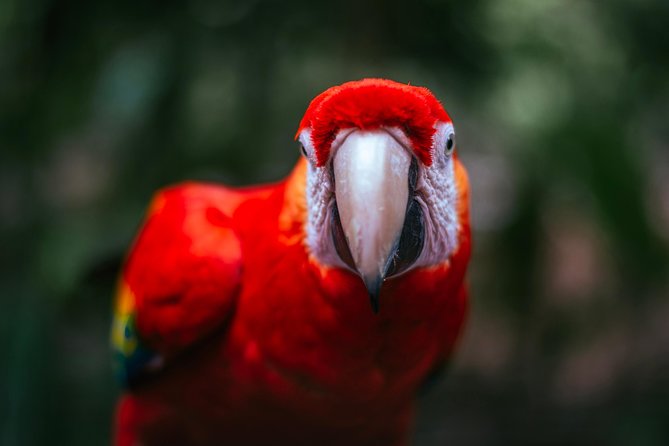 Wildlife Rescue Center Tour in Costa Rica - Conservation Efforts
