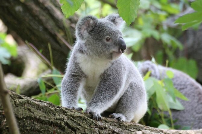 Wildlife, Rock Arts & Australian Pearls in a Day (Private Sydney Tour) - Itinerary and Highlights