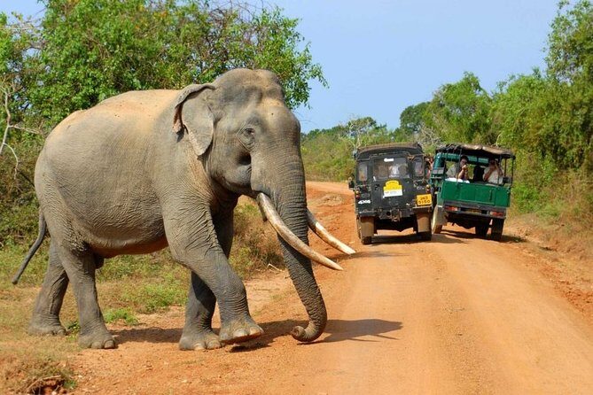 Wildlife safari at Yala National Park - An In-Depth Look at the Yala Safari Experience