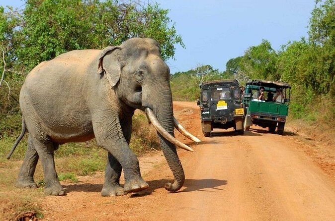 Wildlife safari at Yala National Park - A Closer Look at the Wildlife Safari Experience in Yala