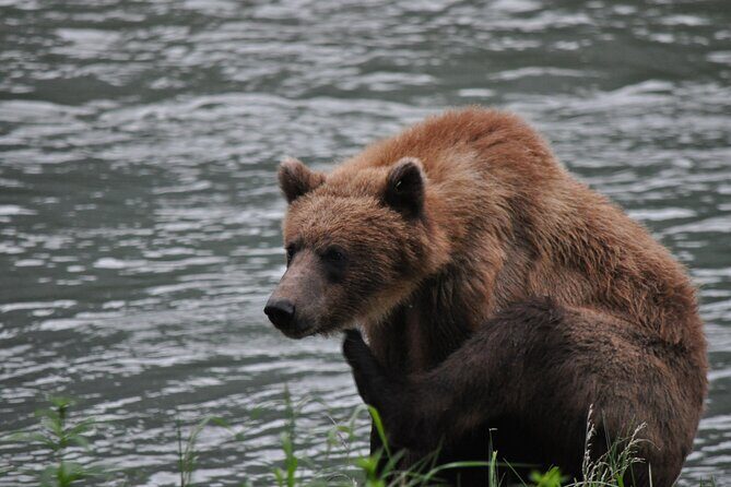 Wildlife Safari & Bear Viewing from Skagway - Wildlife Safari & Bear Viewing from Skagway: An Authentic Alaskan Adventure