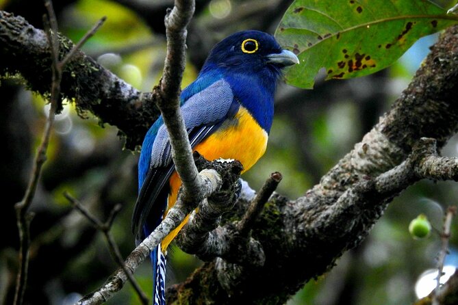 Wildlife Safari Boat Tenorio, Excellent Bird Watching Tour - Wildlife Spotting Opportunities