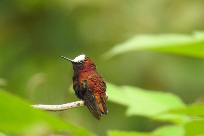 Wildlife Safari Boat Tenorio, Excellent Bird Watching Tour - Tour Schedule and Itinerary