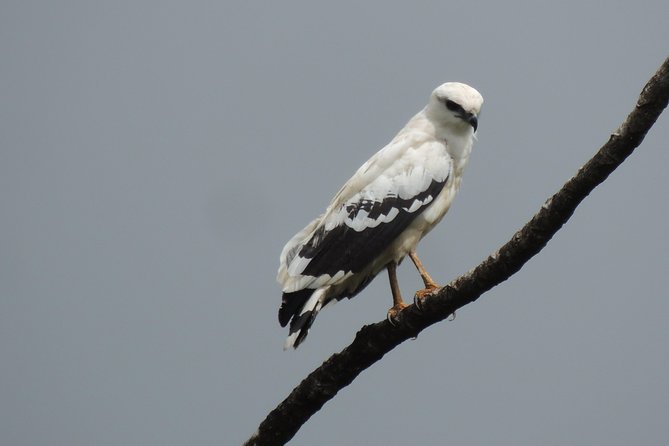 Wildlife Safari Boat Tenorio, Excellent Bird Watching Tour - The Sum Up