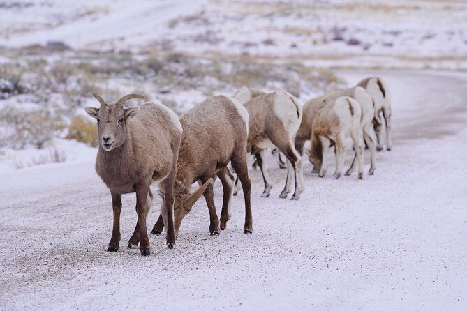 Wildlife Safari, Elk Refuge Sleigh Ride, Winter Camp Igloo Dinner - Why This Tour Works
