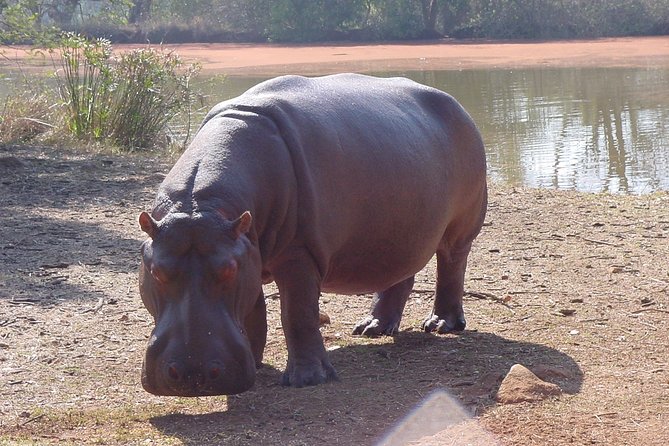 Wildlife Safari in the Garden Route - 4 Days - Overview and Inclusions