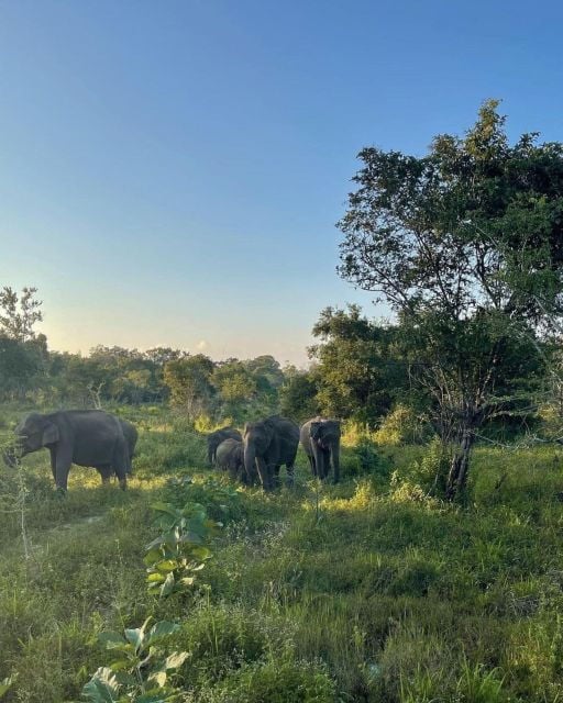 Wildlife Safari to Hurulu Eco Park - Habarana - Immersive Nature Experience