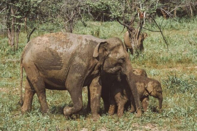 Wildlife Safari to Hurulu Eco Park - Habarana - Highlights of Hurulu Eco Park
