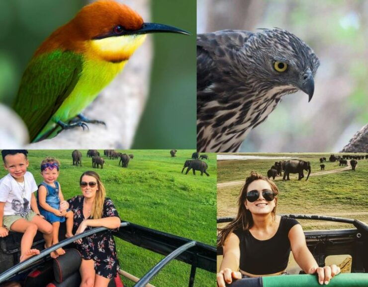 Wildlife Safari to Kaudulla National Park - Experience and Wildlife Highlights
