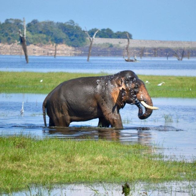 Wildlife Safari to Kaudulla National Park - Activity Details