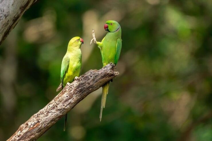 Wildlife Safari to Kaudulla National Park - Activity Provider Details