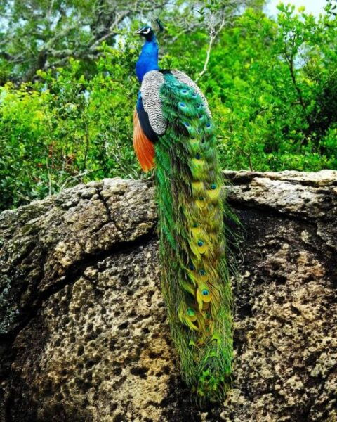 Wildlife Safari to Kaudulla National Park - Cost and Discount