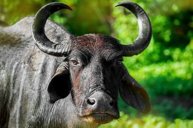 Wildlife Safari Udawalawa - Who Will Appreciate This Safari?