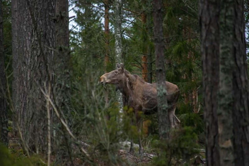 Wildlife safari with campfire dinner from Helsinki - Discover the Wildlife Safari with Campfire Dinner from Helsinki