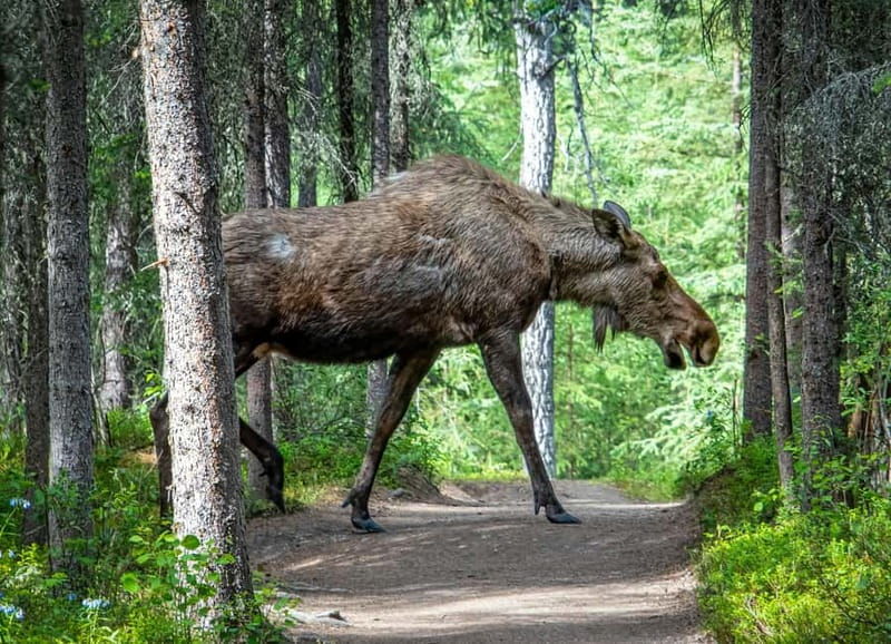 Wildlife safari with campfire dinner from Helsinki - An In-Depth Look at the Tour Experience