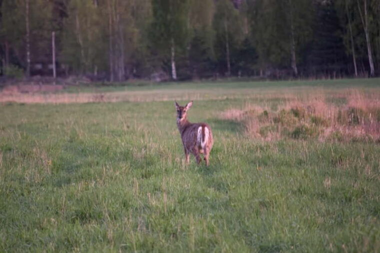 Wildlife safari with campfire dinner from Helsinki - What’s Included and Practical Details