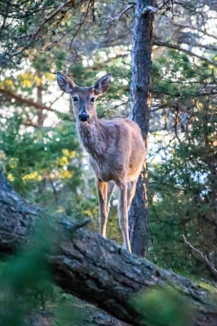 Wildlife safari with campfire dinner from Helsinki - Who Will Love This Tour?