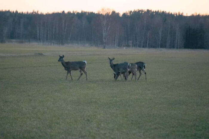 Wildlife safari with campfire dinner from Helsinki - Final Thoughts