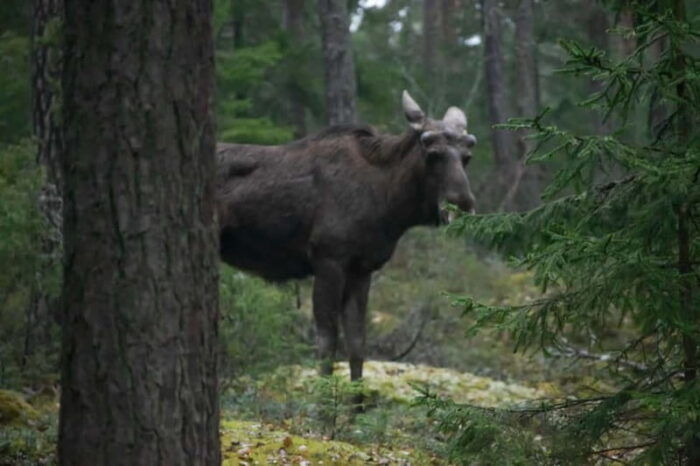 Wildlife safari with campfire dinner from Helsinki - FAQ