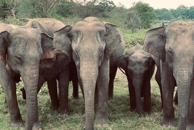 Wildlife Safari Yala National park - Frequently Asked Questions