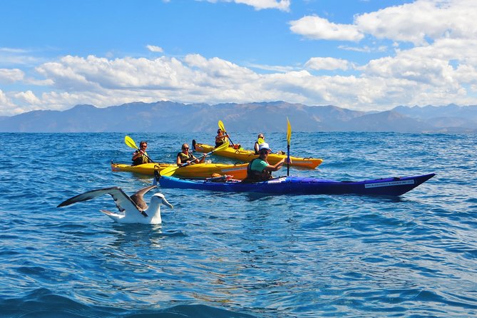 Wildlife Sea Kayaking Tour - Kaikoura - Tour Overview and Highlights