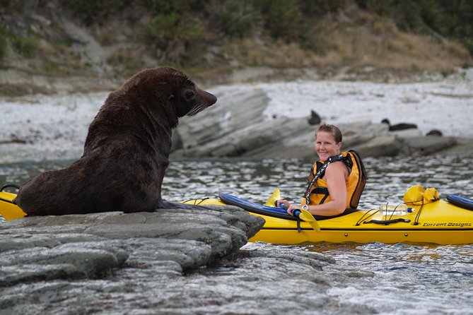 Wildlife Sea Kayaking Tour - Kaikoura - Small Group Sizes and Personalized Experience