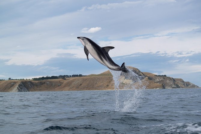 Wildlife Sea Kayaking Tour - Kaikoura - Inclusions and Meeting Details