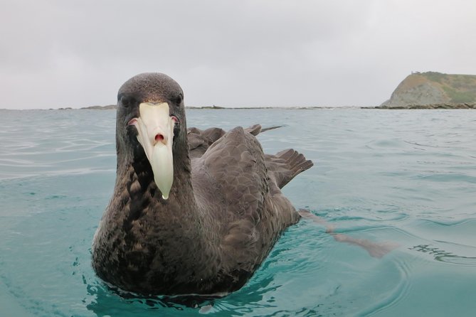 Wildlife Sea Kayaking Tour - Kaikoura - Additional Information and Policies