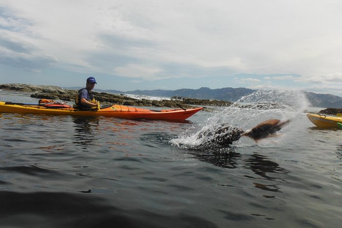 Wildlife Sea Kayaking Tour - Kaikoura - Traveler Photos and Reviews