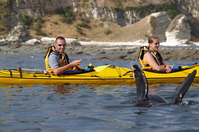 Wildlife Sea Kayaking Tour - Kaikoura - Price and Additional Information
