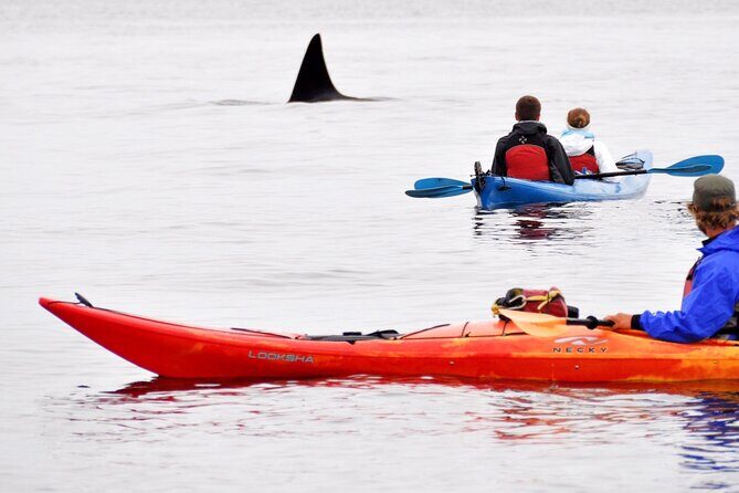 Wildlife Spotting Kayak Adventure on Orcas Island - Good To Know