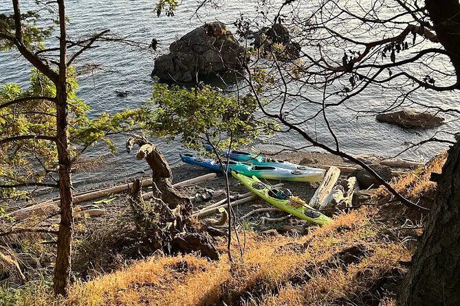 Wildlife Spotting Kayak Adventure on Orcas Island - What to Expect from the Experience