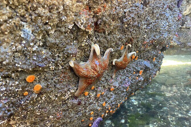 Wildlife Spotting Kayak Adventure on Orcas Island - Frequently Asked Questions