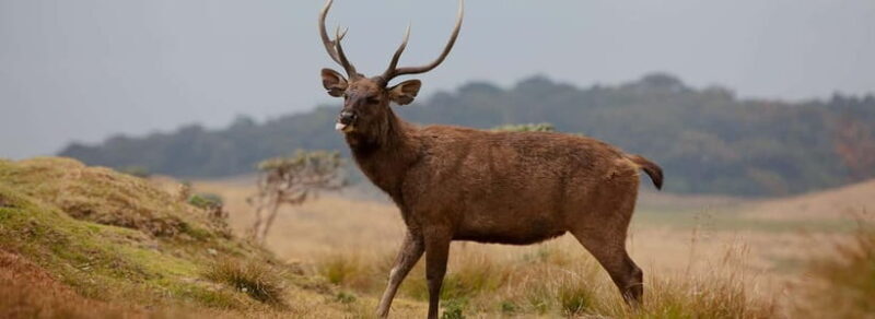 Wildlife Sri Lanka: 10-Day All-Inclusive Luxury Tour - Why This Tour Offers Value