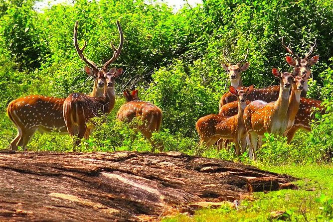 Wildlife Sri Lanka Tour 10 Days - Cancellation Policy