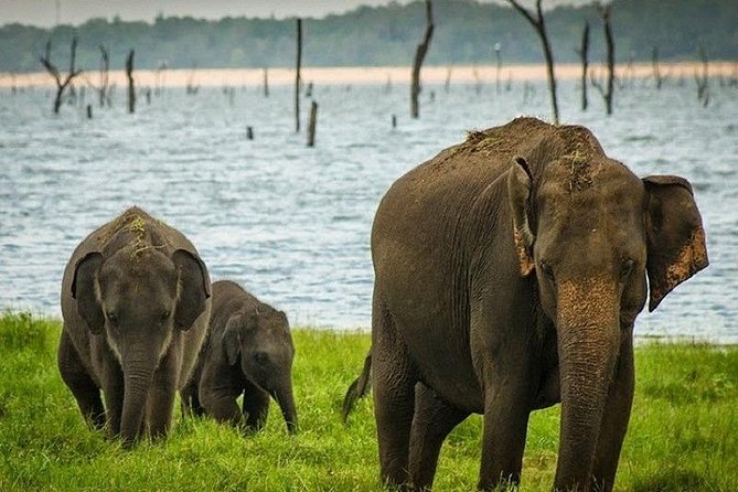 Wildlife Sri Lanka Tour 10 Days - Included Transportation