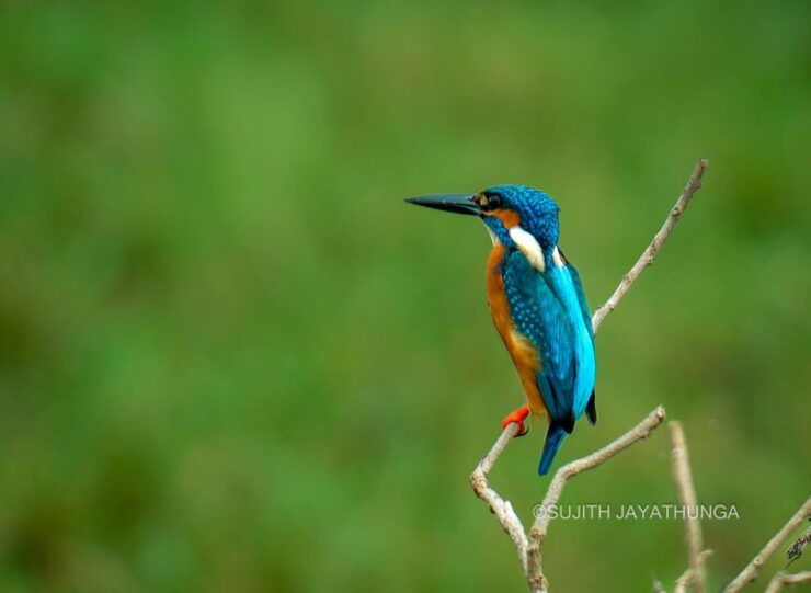 Wildlife Tour - Good To Know