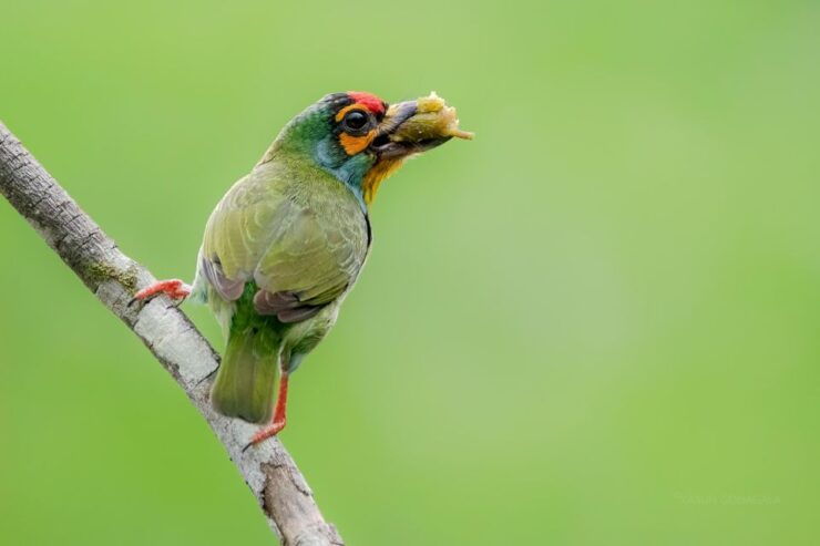 Wildlife Tour - Booking and Payment Policies