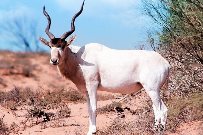 Wildlife Tour From Agadir & Taghazout (Massa National Park) - Good To Know