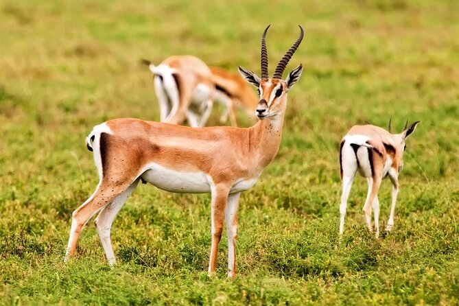 Wildlife Tour From Agadir & Taghazout (Massa National Park) - Additional Information