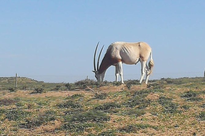 Wildlife Tour From Agadir & Taghazout (Massa National Park) - Wildlife Spotting Opportunities