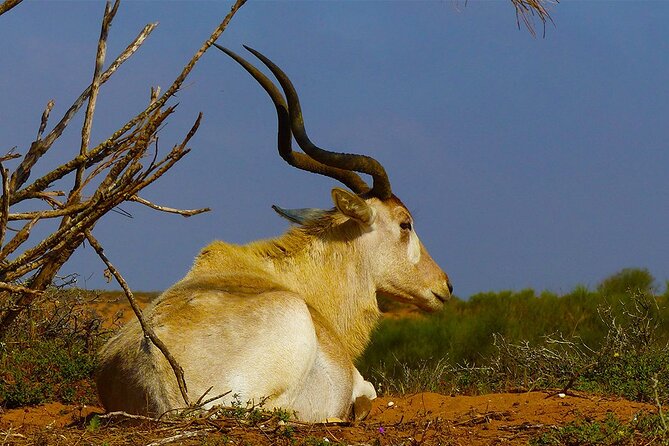 Wildlife Tour From Agadir & Taghazout (Massa National Park) - Booking and Cancellation Information