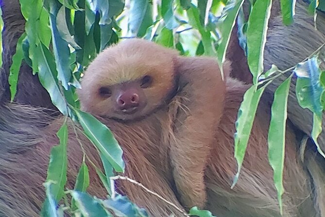 Wildlife Tour in Curicancha - Wildlife Encounters