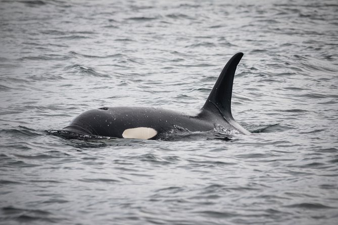 Wildlife Viewing Sightseeing and Whale Watching Quest - Locally Owned and Family-Run Company