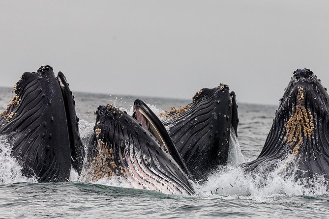 Wildlife Viewing Sightseeing and Whale Watching Quest - Ideal for Visitors With Limited Time