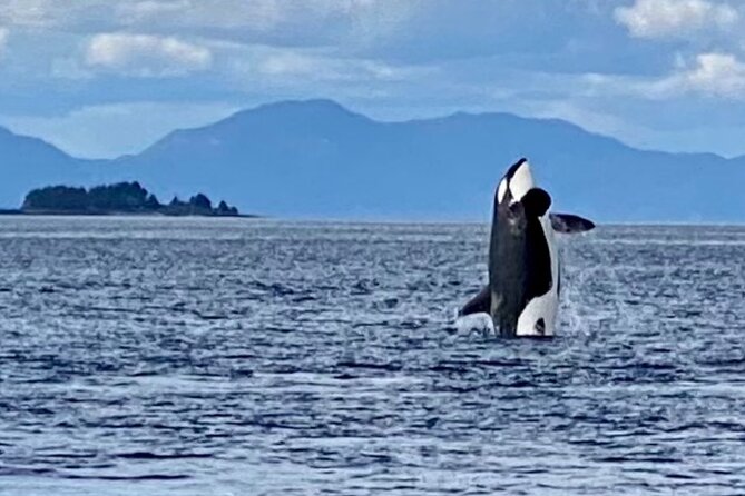 Wildlife Viewing Sightseeing and Whale Watching Quest - Positive Experiences and Wildlife Sightings